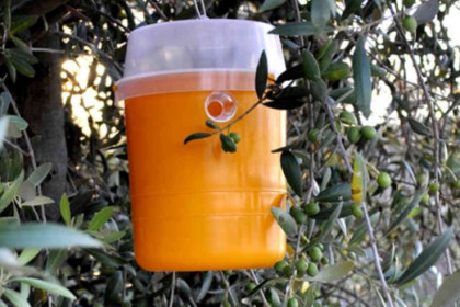 Trampas y feromonas para el cultivos del olivo