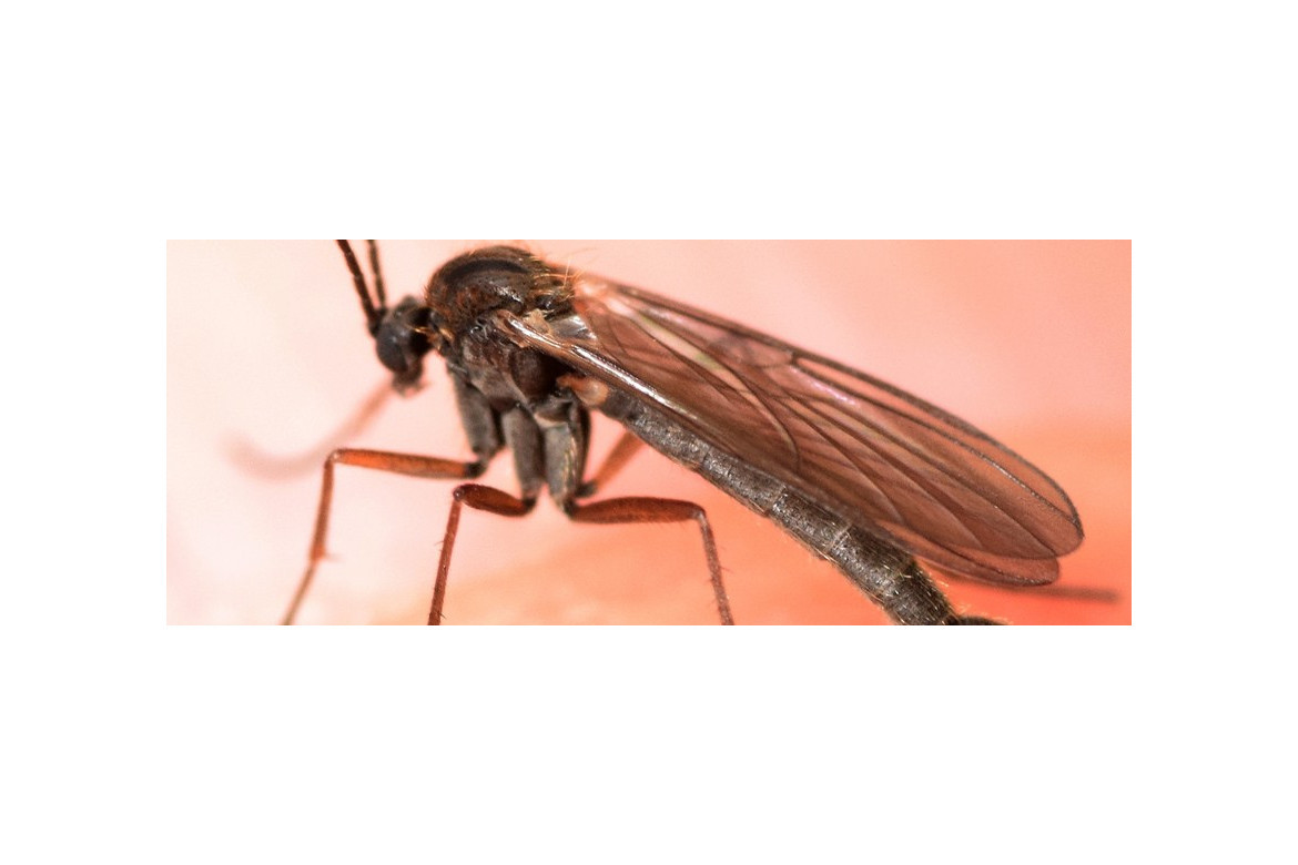 Control biológico de esciáridos (moscas del mantillo)