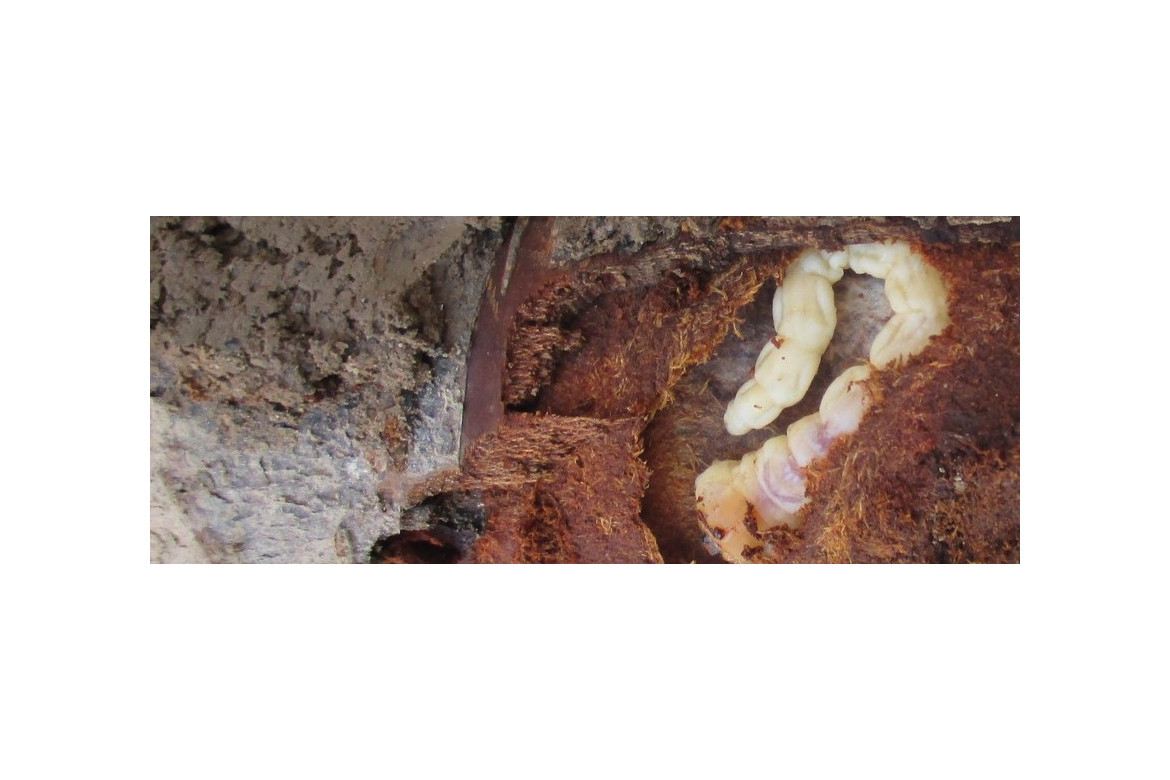 Control biológico del gusano cabezudo con nematodos entomopatógenos