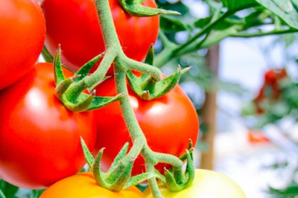 Control biológico en tomate. Protocolo de sueltas en invernadero