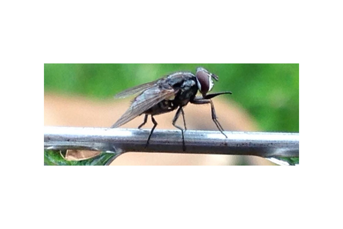 Control biológico de moscas en instalaciones ganaderas