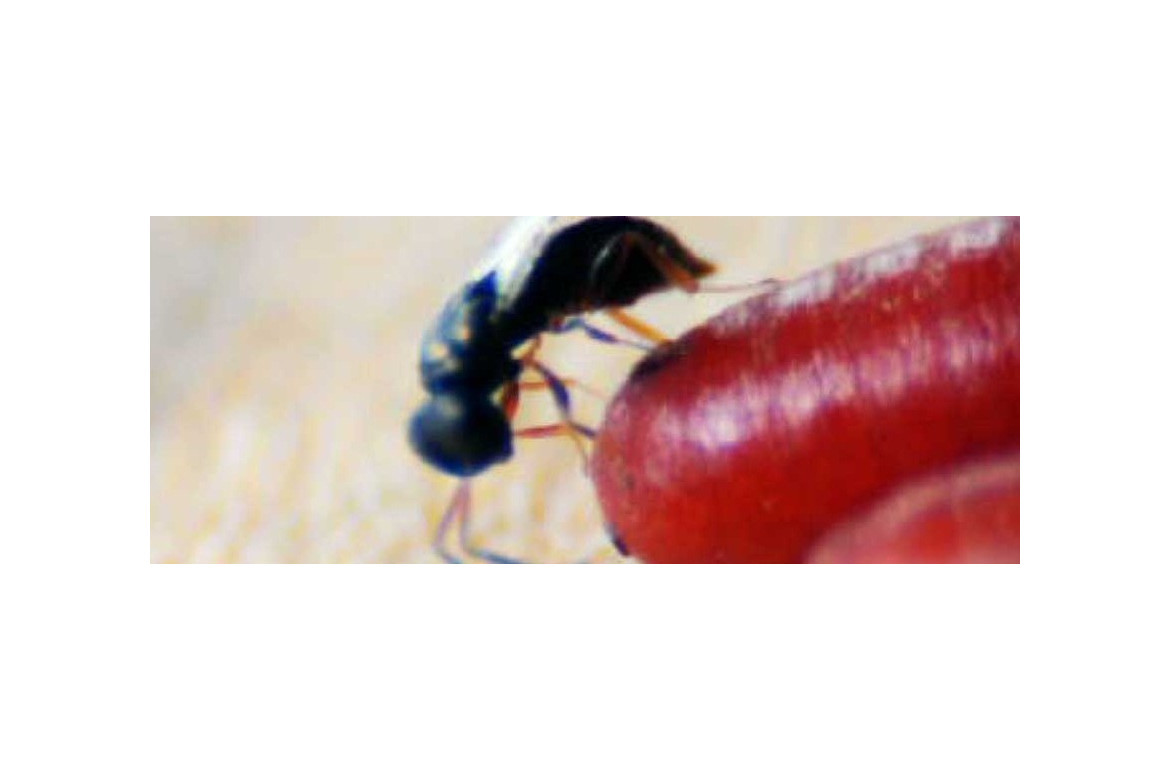 control de moscas mediante parasitoides y depredadores comerciales