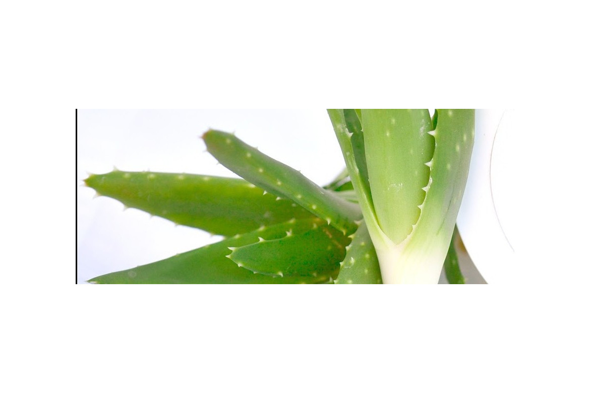 Comprar hijuelos de Aloe vera. Diez consejos prácticos