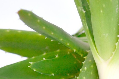 Comprar hijuelos de Aloe vera. Diez consejos prácticos