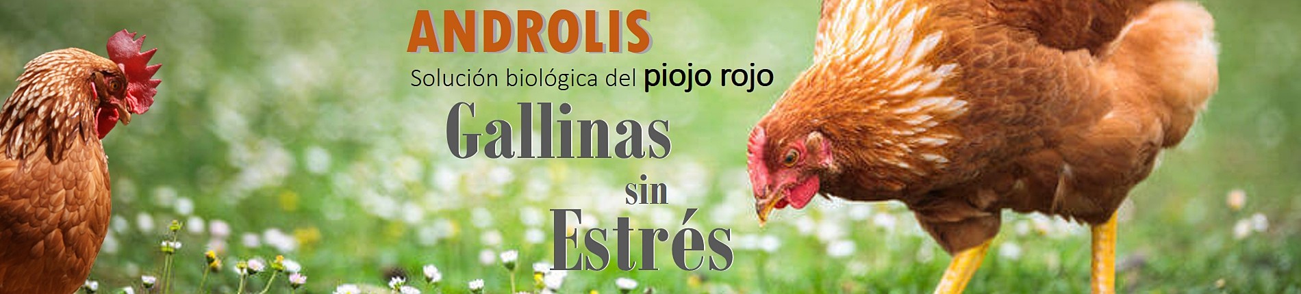 ANDROLIS, la solución biológica del piojo rojo de las aves