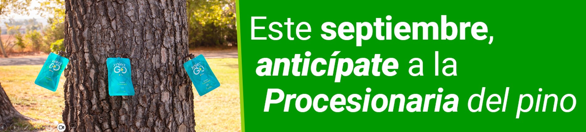 Este septiembre, anticípate a la Procesionaria del pìno