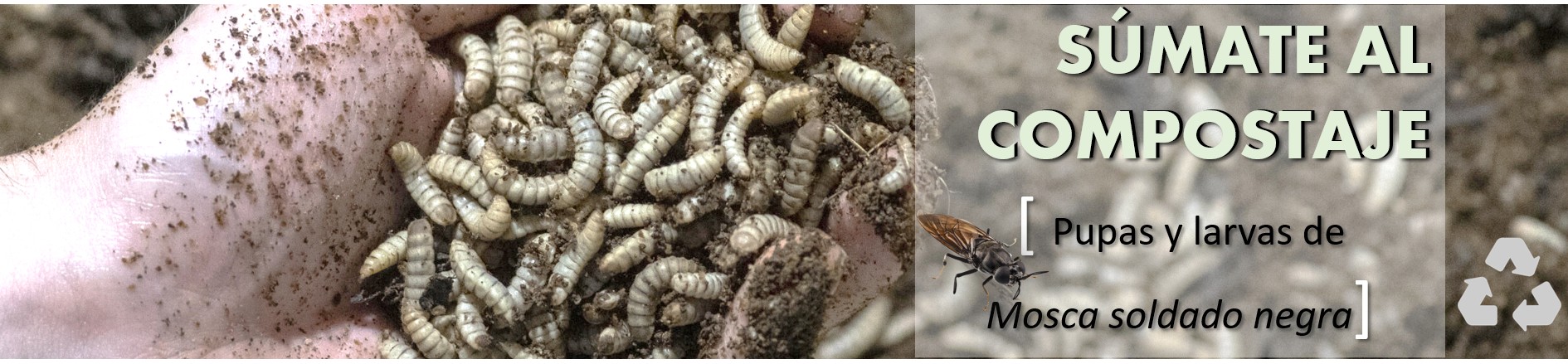 Comprar larvas vivas de hermetia
