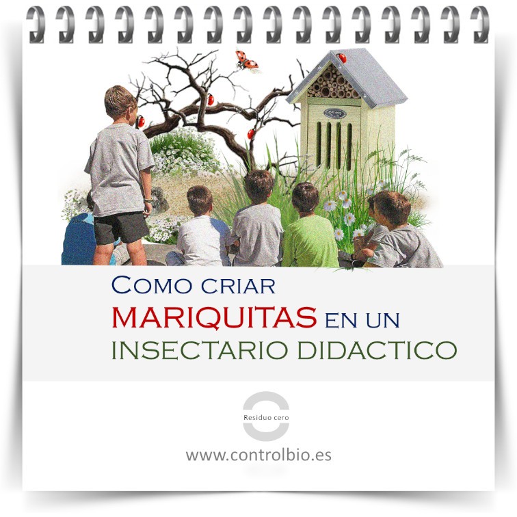 Como críar mariquitas en un insectario didáctico