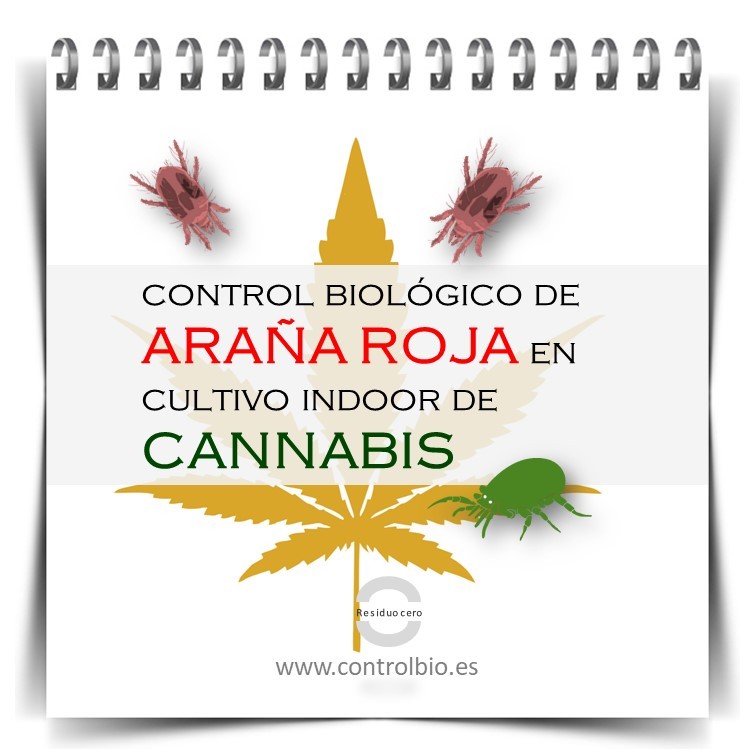 Control biológico de araña roja en cannabis